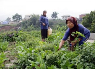 Kontribusi Kecil, Namun Banyak Menyerap Tenaga Kerja Kontribusi Kecil, Namun Banyak Menyerap Tenaga Kerja