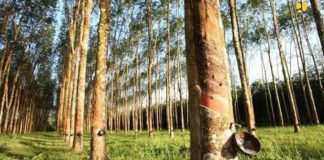 Berkah Ramadan, Pemerintah Beli 10 Ribu Ton Karet Langsung dari Petani Berkah Ramadan, Pemerintah Beli 10 Ribu Ton Karet Langsung dari Petani