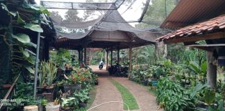 Keindahan Tanaman Hias, Se-Indah Harganya Saat Ini.