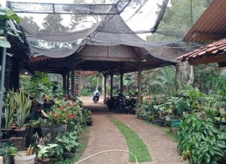 Keindahan Tanaman Hias, Se-Indah Harganya Saat Ini.