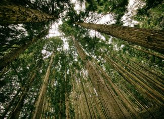 Harapan di Hutan Harapan
