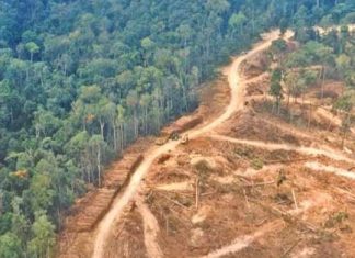 Deforestasi, Moratorium dan Ketahanan Enerji